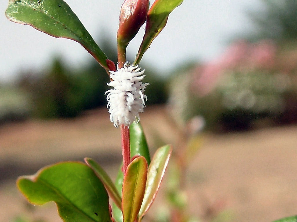 Afidi, formiche e.... larva di Coccinellidae in predazione